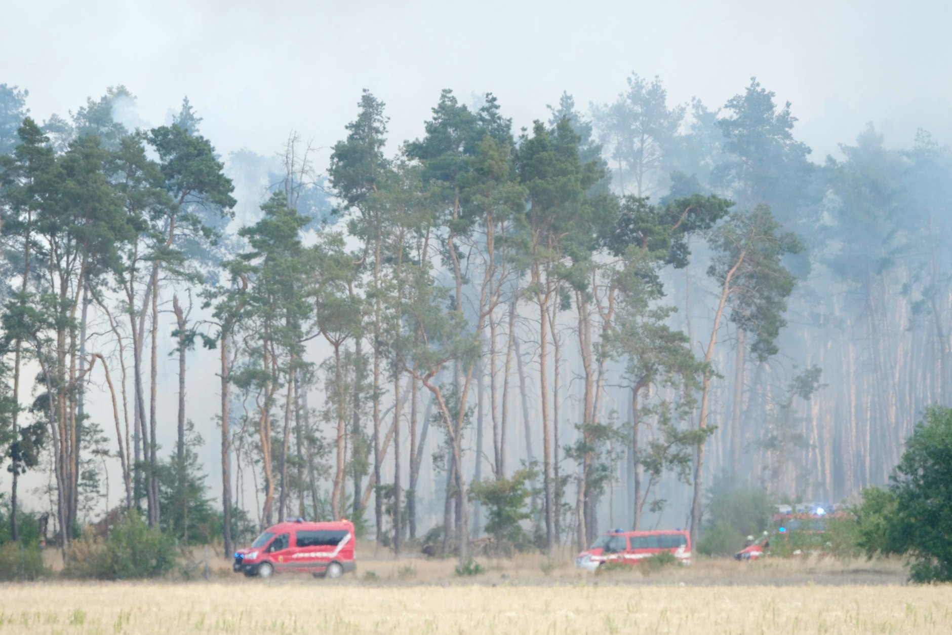 Dicke Rauschschwaden im Waldgebiet bei Falkenberg