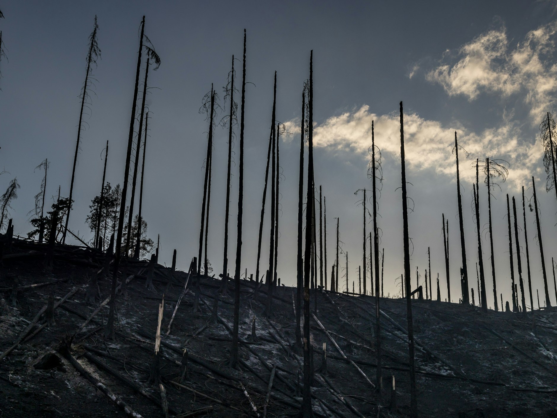 Abgebrannte Bäume stehen im Nationalpark Böhmische Schweiz. 