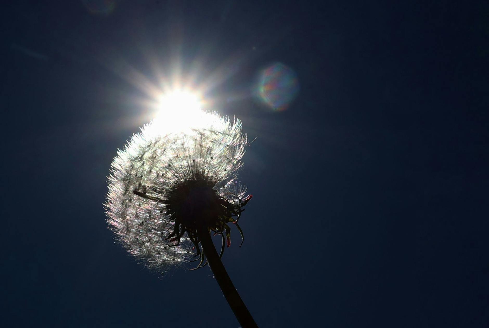 Ein verblühter Löwenzahn steht auf einer Wiese im Sonnenschein. lbild