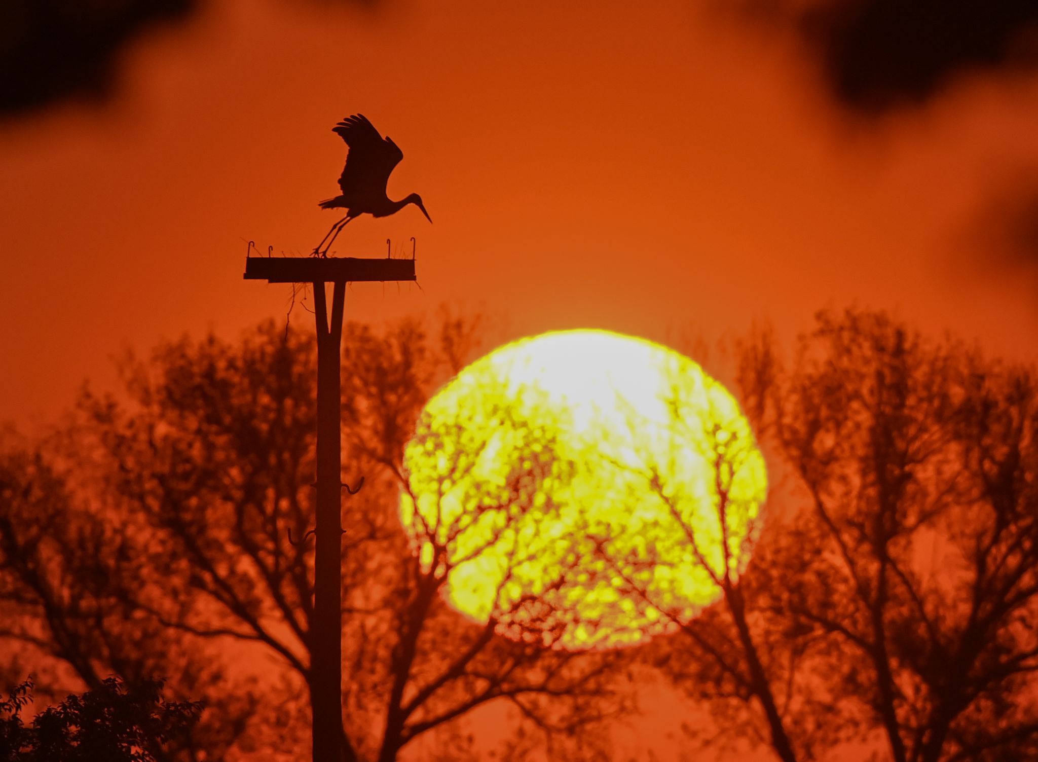 Image - Immer weniger Jungtiere! DARUM geht es den Störchen im Westen besser als ihren Verwandten im Osten