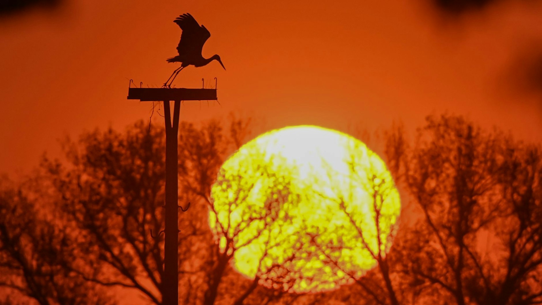 Ein toller Anblick: Ein Storch hebt in der untergehenden Sonne ab.