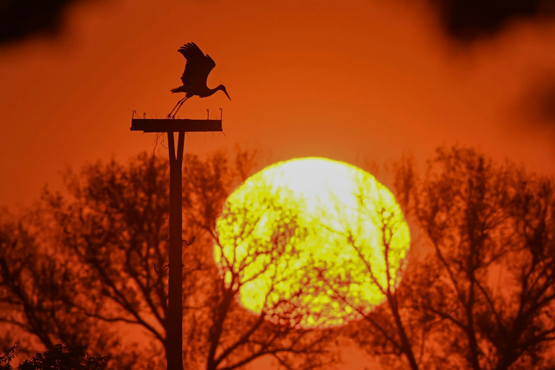 Ein toller Anblick: Ein Storch hebt in der untergehenden Sonne ab.