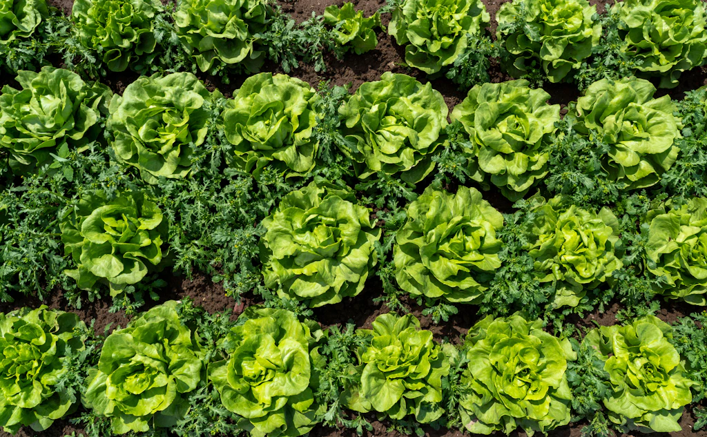 Wie von Oma zubereitet: SO schmeckt Kopfsalat viel besser – vier leckere Blitzschnell-Rezepte