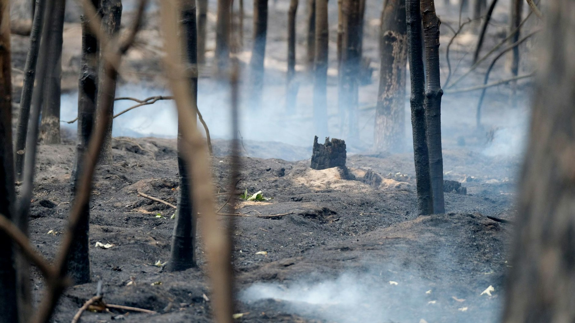 Viele Wälder - hier eine Aufnahme aus dem Landkreis Elbe-Elster - sehen nach den Bränden eher wie Baum-Friedhöfe aus.