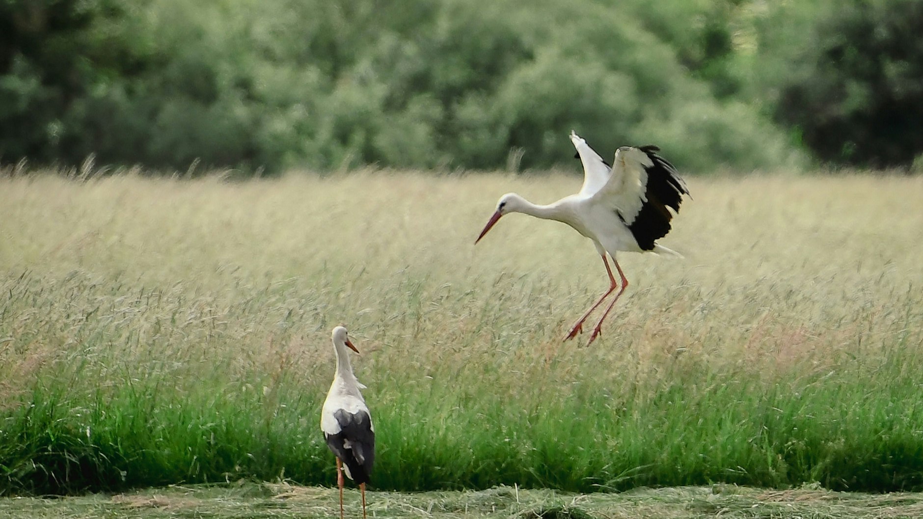 Auf Futtersuche: Zwei Störche landen auf einem abgemähten Feld bei Leegebruch.