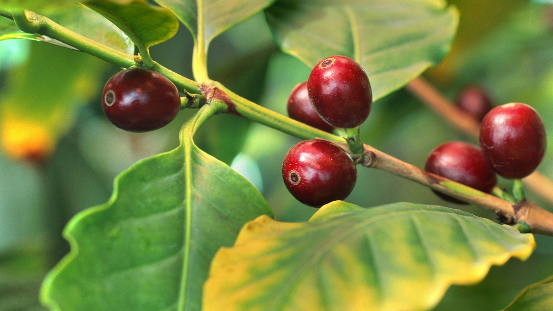 Die Kaffeekirschen an einem Kaffee-Strauch. Die Pflanze stammt ursprünglich aus Äthiopien.