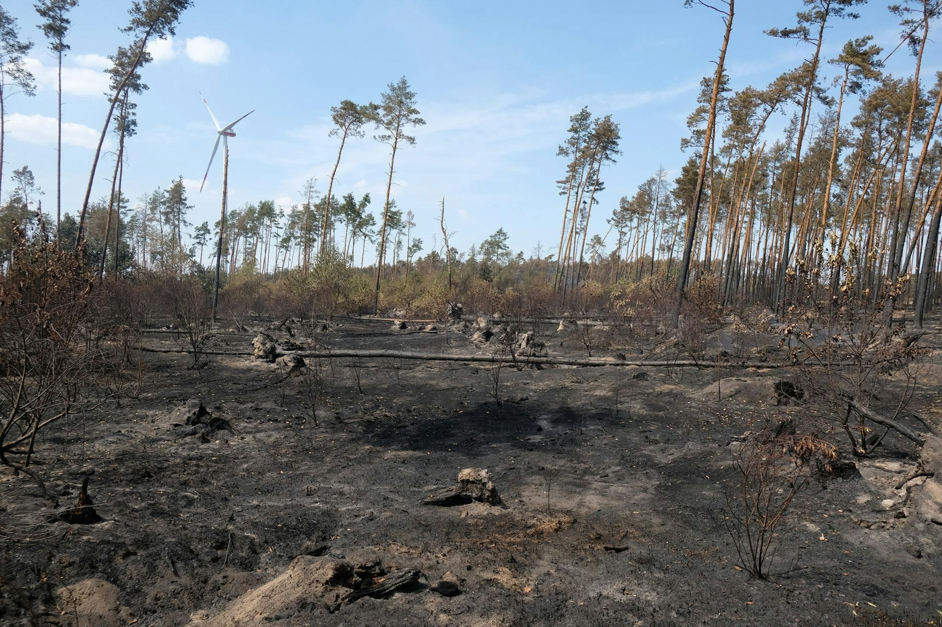 Folgen des Feuers: Nach dem Waldbrand im Landkreis Elbe-Elster liegt Asche auf dem Boden.