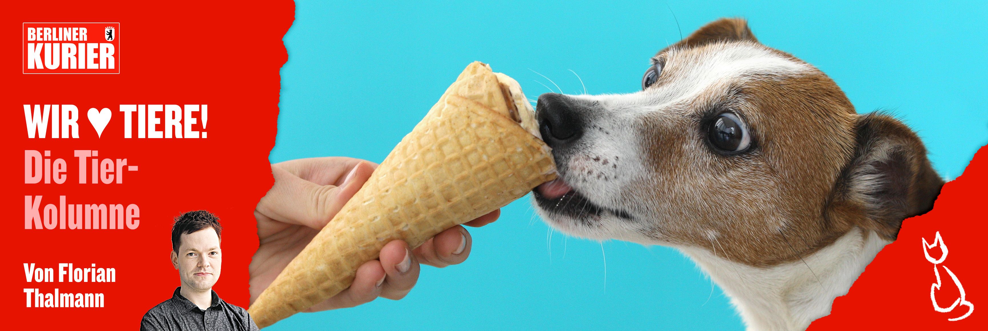 Image - Vorsicht, Mega-Hitze! Leckere Rezepte für Vierbeiner: Eis für Hunde und Katzen selber machen – so geht's