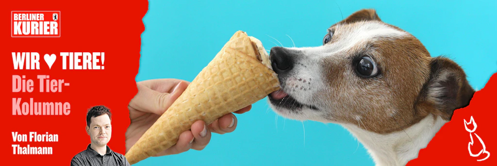 Vorsicht, Mega-Hitze! Leckere Rezepte für Vierbeiner: Eis für Hunde und Katzen selber machen – so geht's