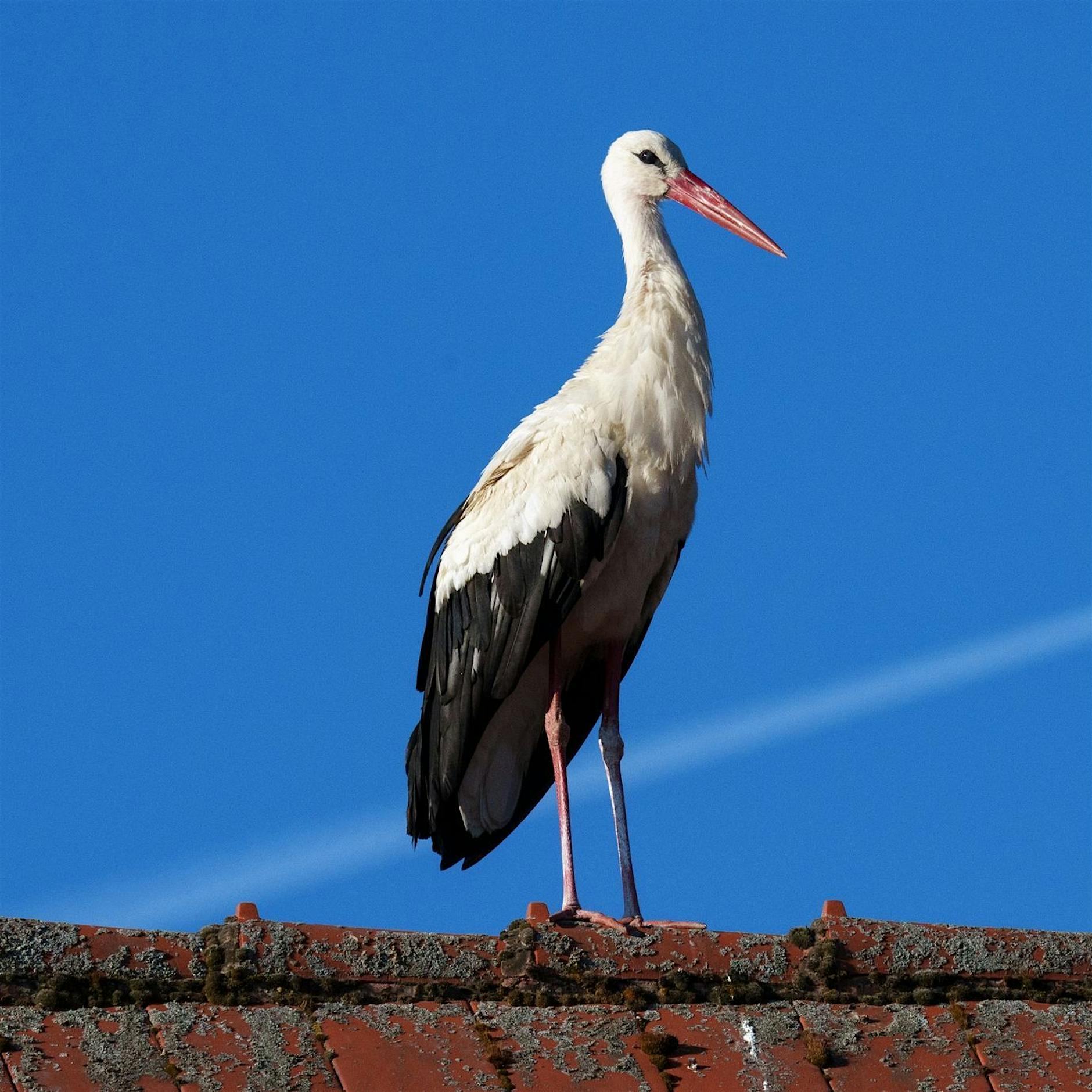 Naturschützer besorgt: Weißstörche werden weniger