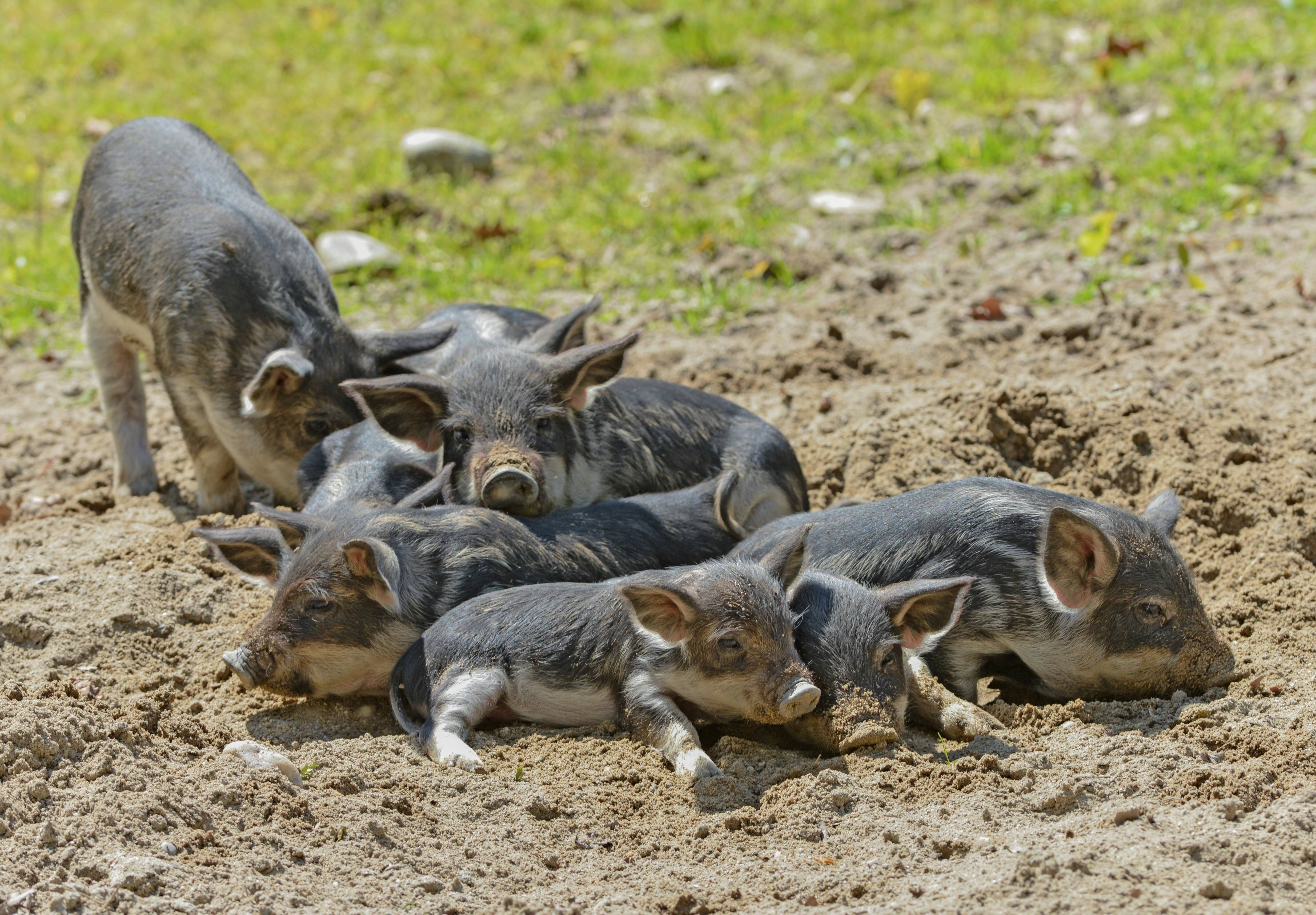 Image - Suhlen, schnüffeln, schnaufen: tierischer Nachwuchs im Wildpark Schorfheide