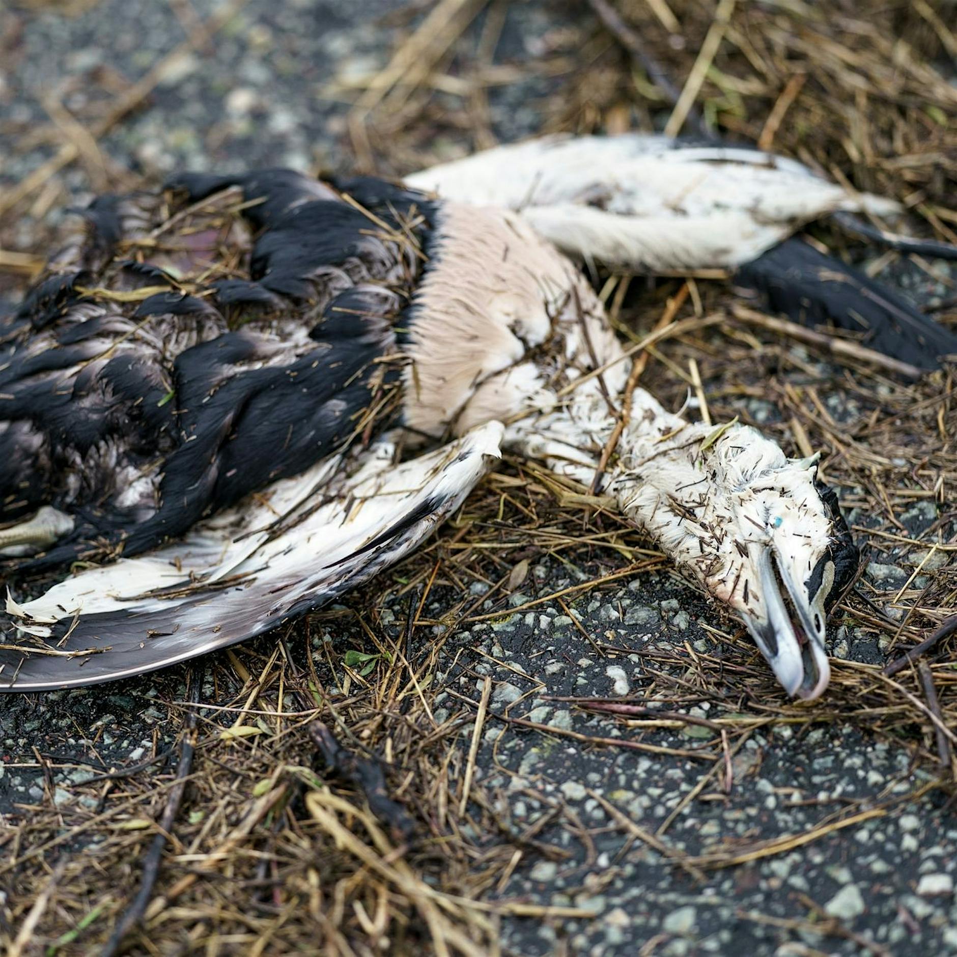 Vogelgrippe übersommert und bedroht Küsten-Populationen