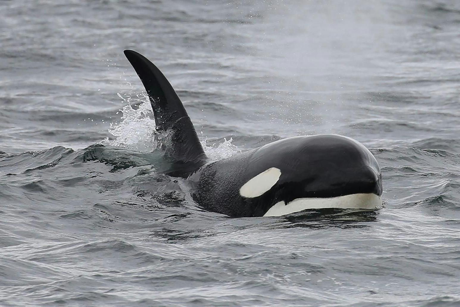 Orcas, auch Killerwale genannt, machen offenbar auch Jagd auf Weiße Haie.