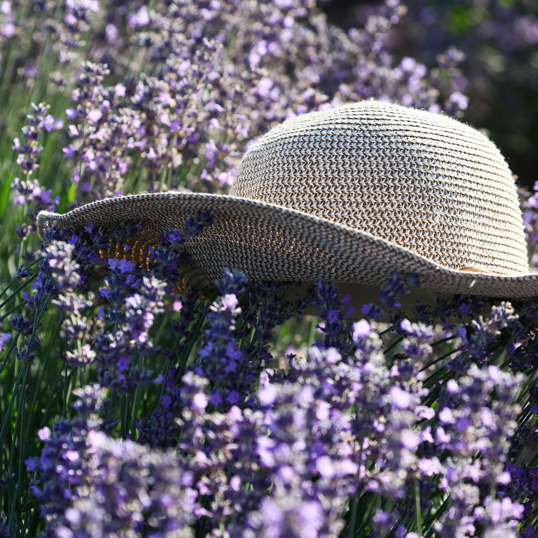 Duftender Lavendel kommt auch klar, wenn es so trocken ist wie derzeit in Brandenburg.