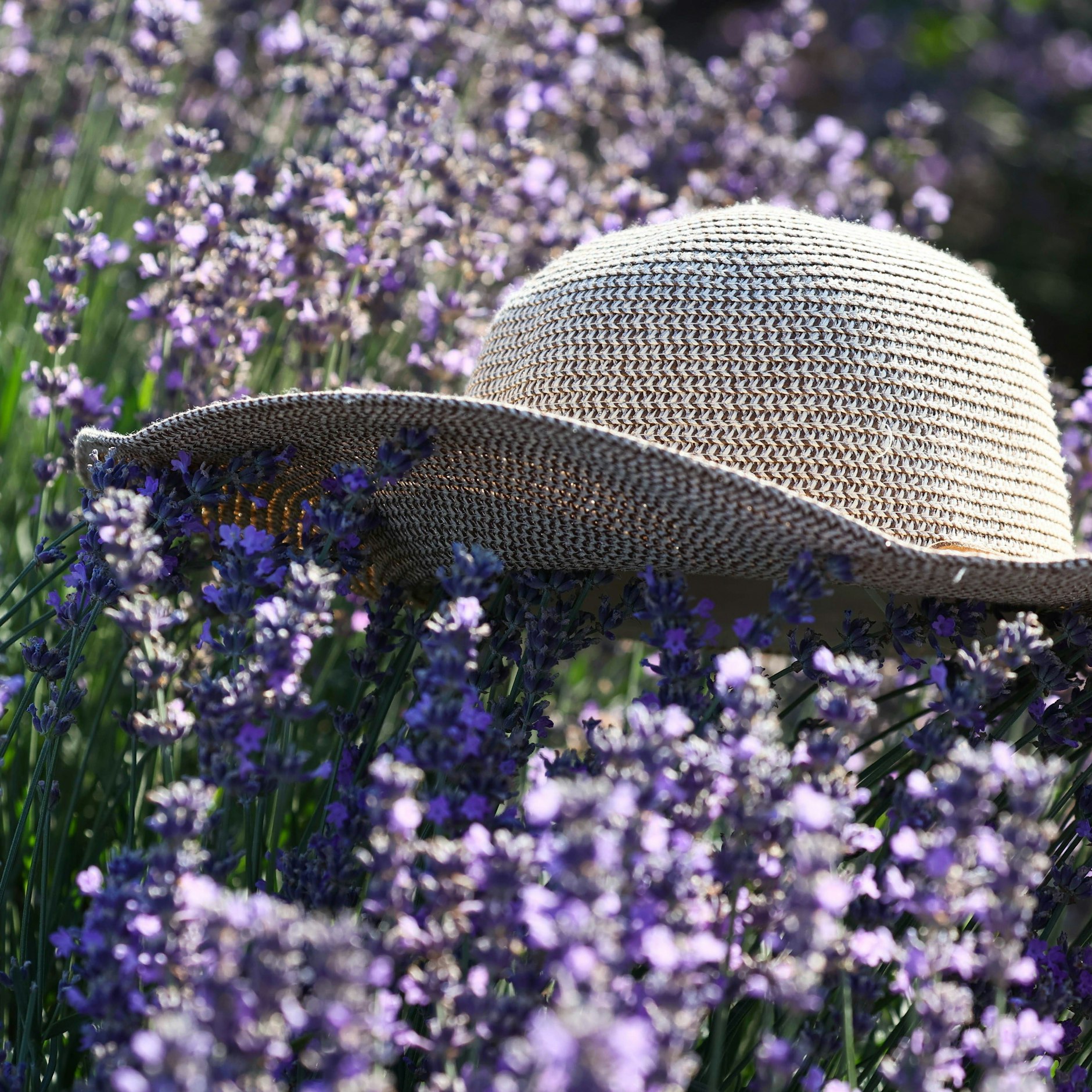 Duftender Lavendel kommt auch klar, wenn es so trocken ist wie derzeit in Brandenburg.