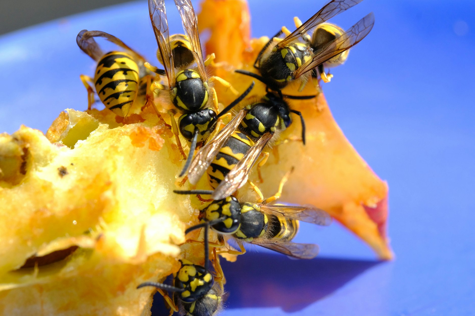 Wespen lieben würziges Fleisch, süße Getränke und Speisen.