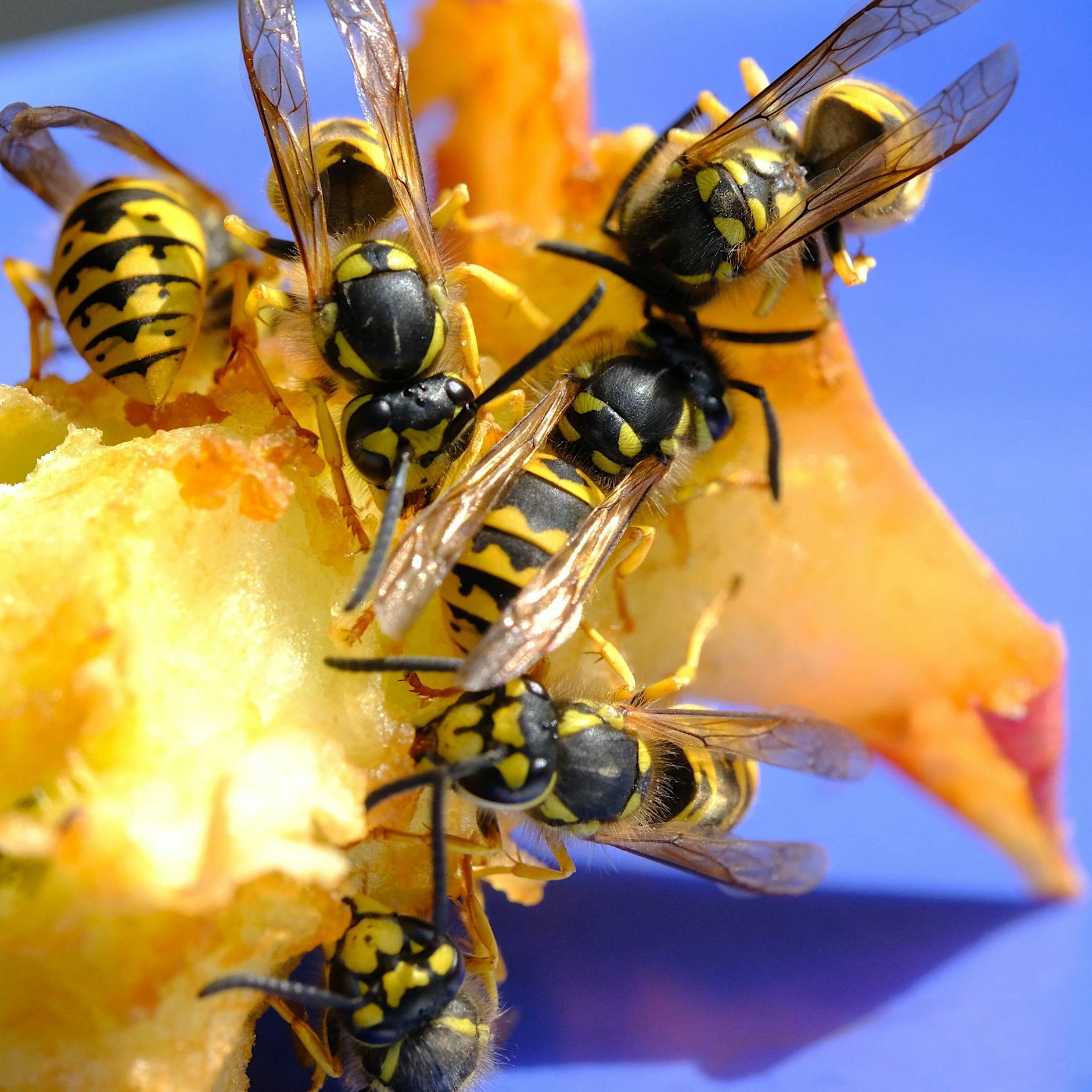 Nabu: Wespen-Bashing ist unfair