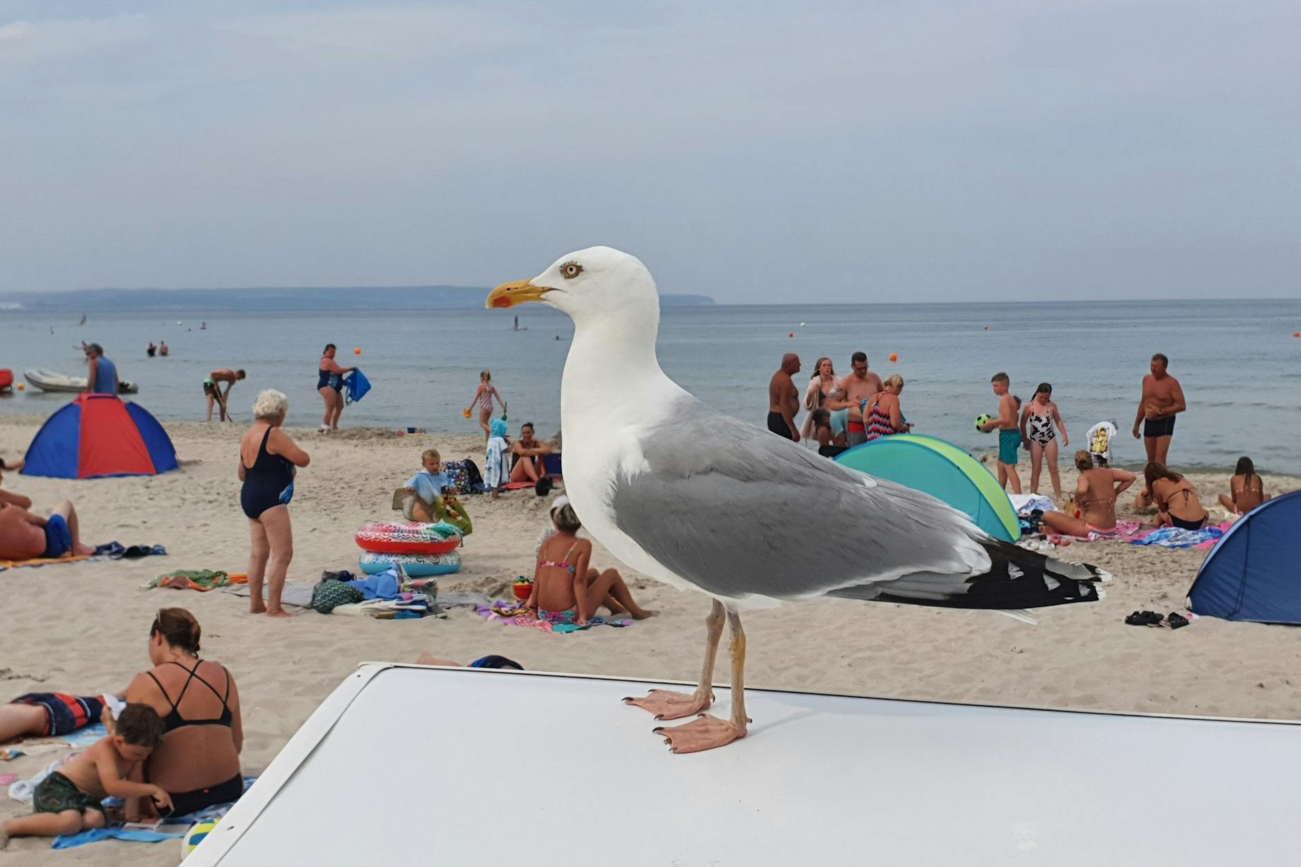 Mmmh, was fressen wir denn heute? Möwe beobachtet einen Badestrand auf Rügen.