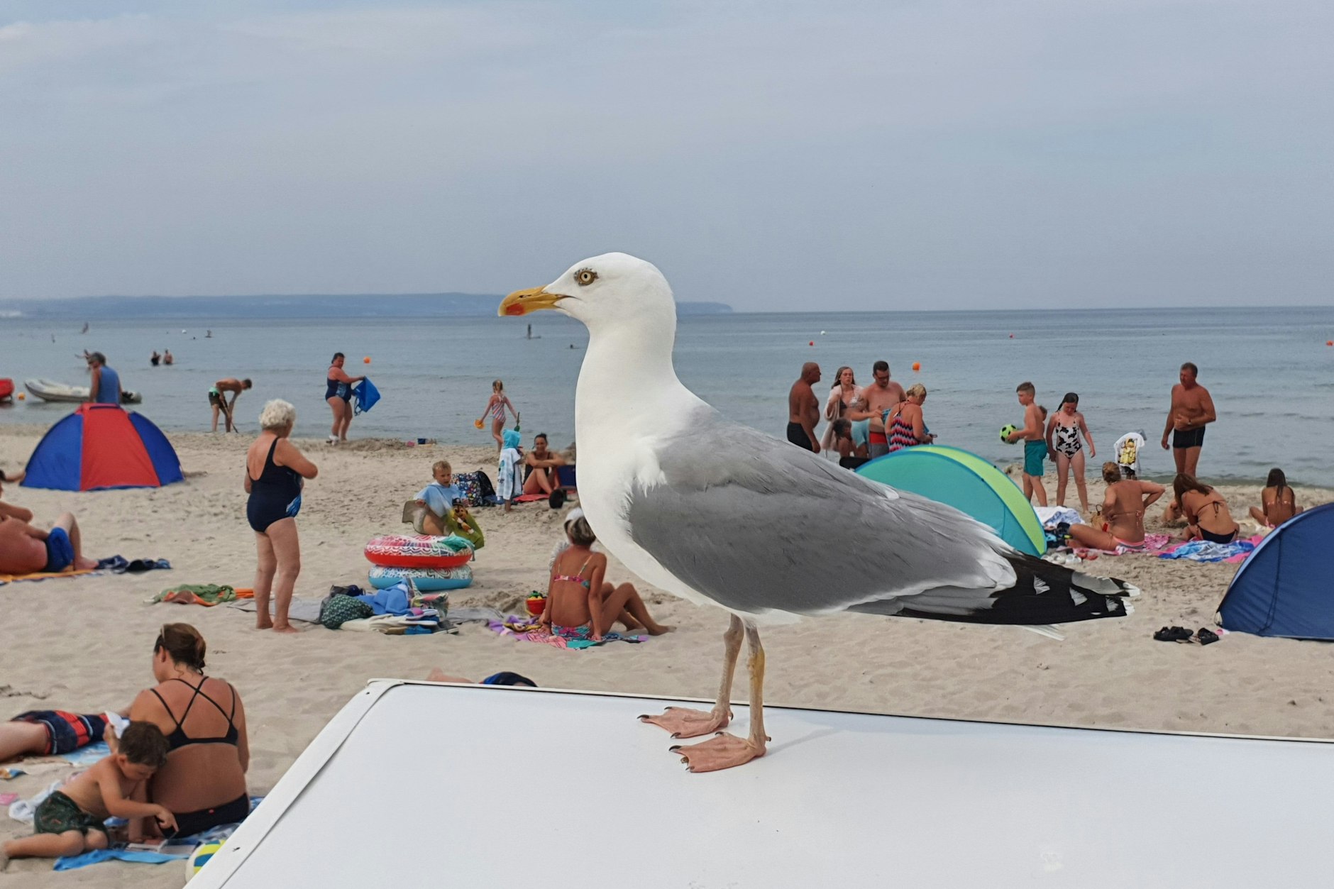Mmmh, was fressen wir denn heute? Möwe beobachtet einen Badestrand auf Rügen.