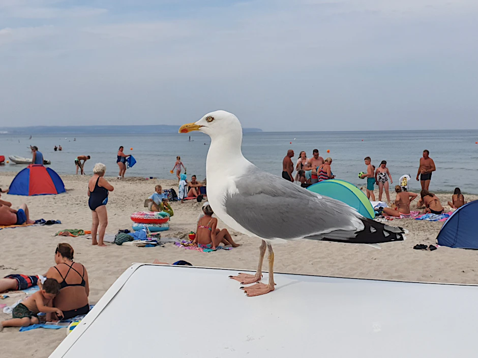 Mmmh, was fressen wir denn heute? Möwe beobachtet einen Badestrand auf Rügen.