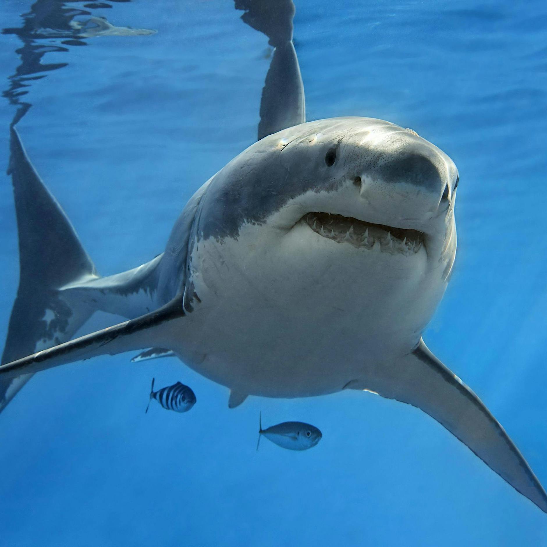 China: Influencerin isst Weißen Hai