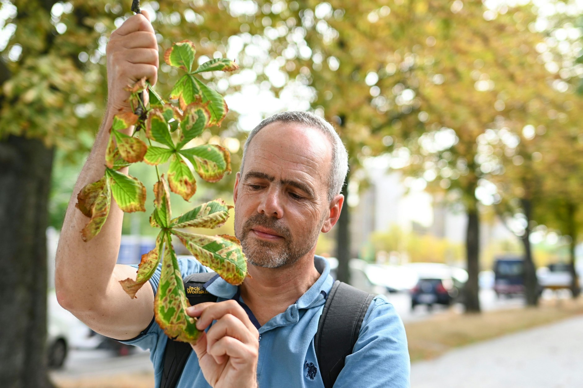 Baumschützer Derk Ehlert untersucht ein krankes Blatt eines Kastanienbaums.