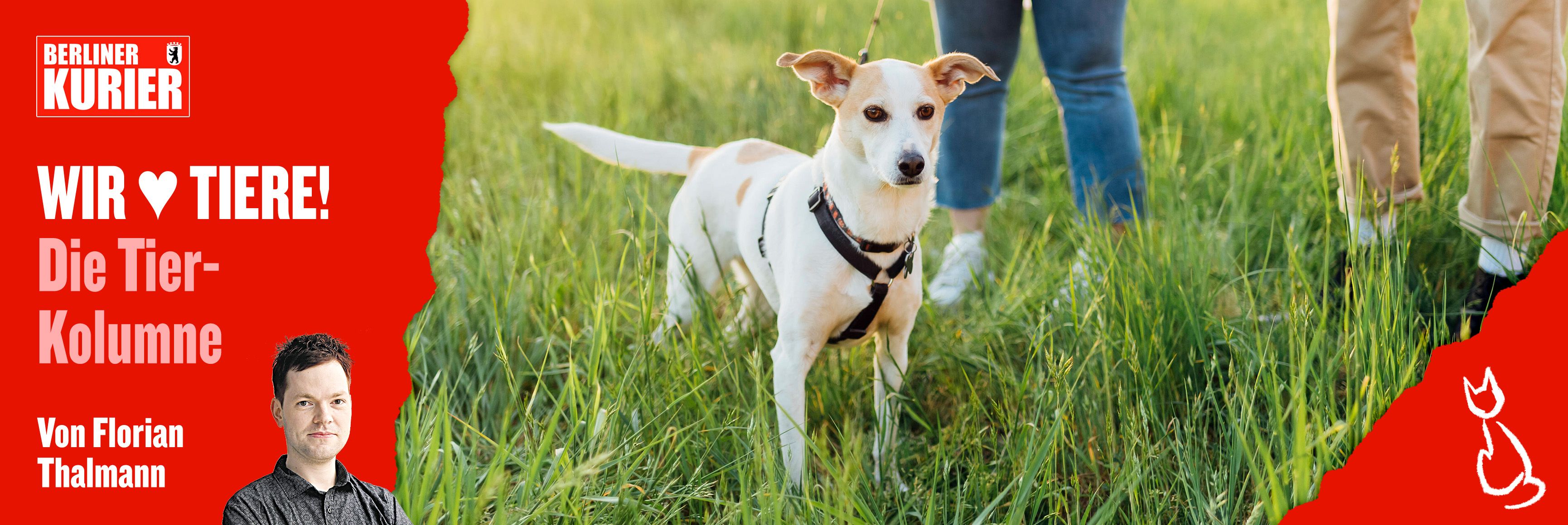 Hunde-Halter aufgepasst! DIESE Gefahr lauert jetzt für Vierbeiner – und das sind die Alarmzeichen, dass Sie zum Tierarzt müssen