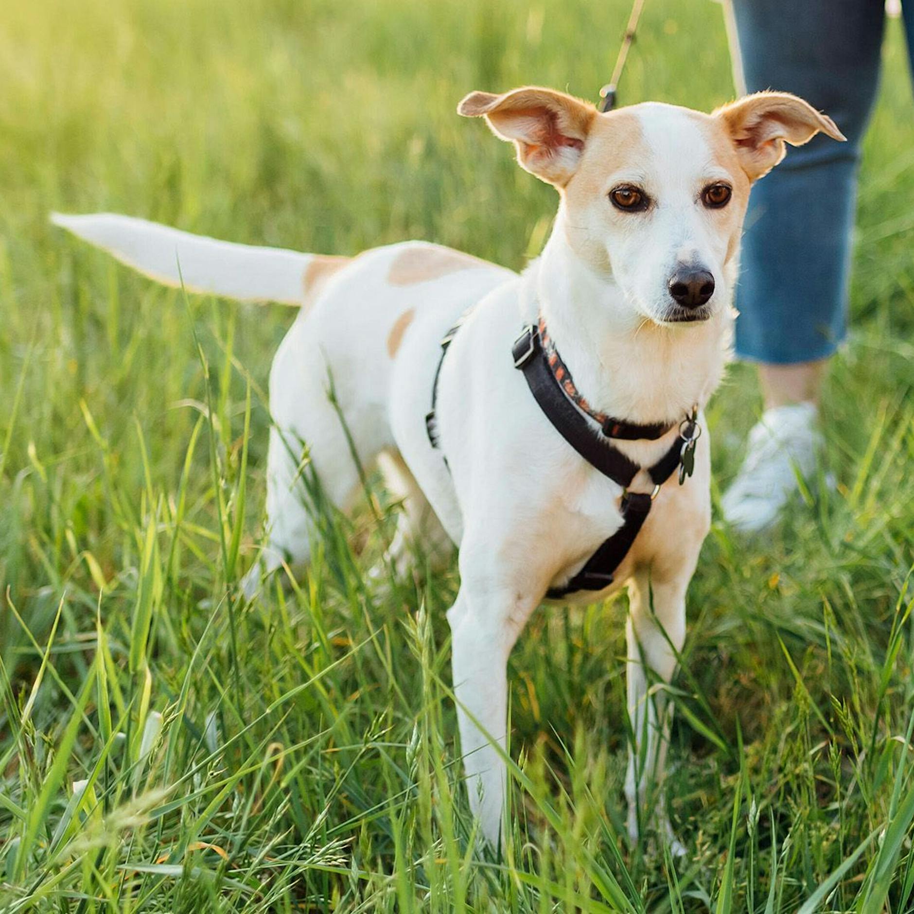 Hunde-Halter aufgepasst! DIESE Gefahr lauert jetzt für Vierbeiner – und das sind die Alarmzeichen, dass Sie zum Tierarzt müssen