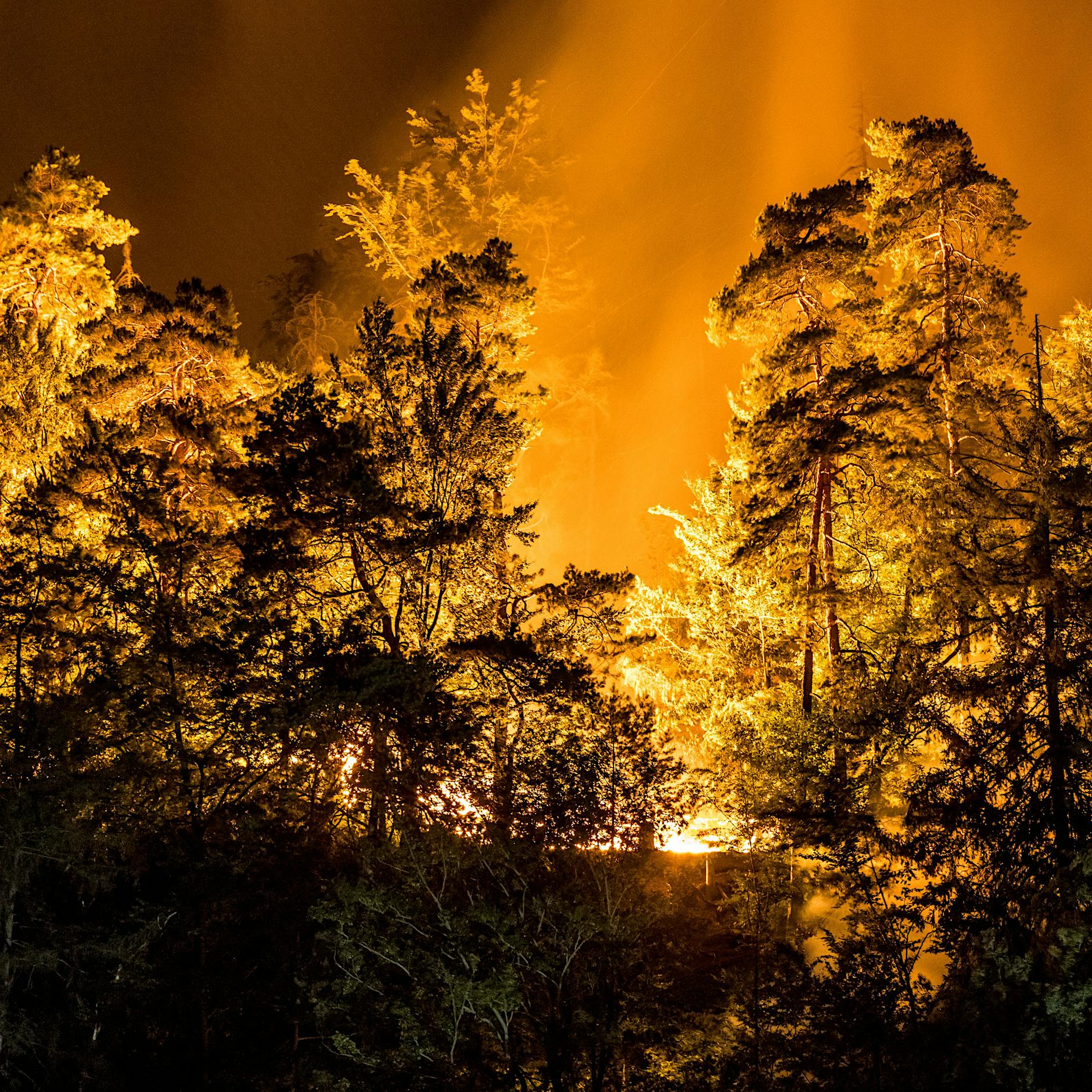 „Ewig Sommer“: Franziska Gänslers Waldbrand-Roman ist das Buch für jetzt