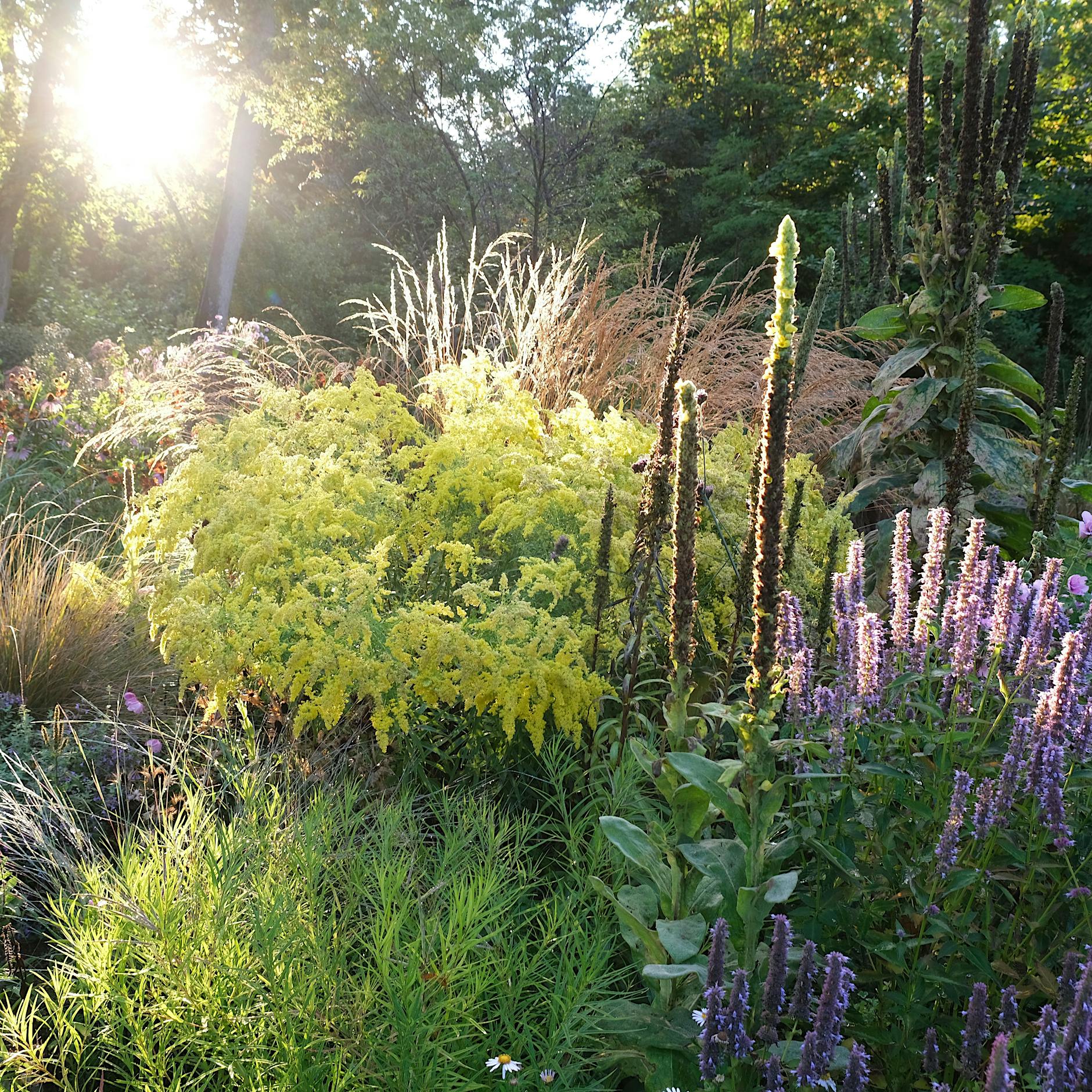 Schöner, wilder Garten: Warum wir uns nach ursprünglicher Natur sehnen