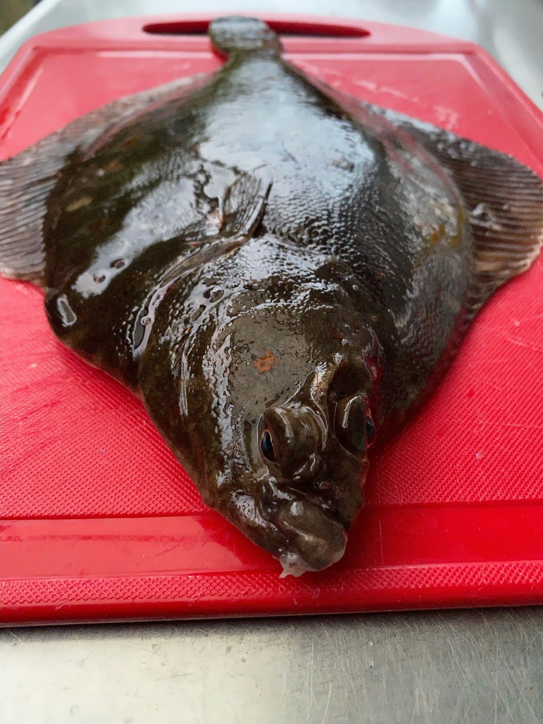 Eine frisch gefangene Scholle vor der Zubereitung zum küchenfertigen Fisch.