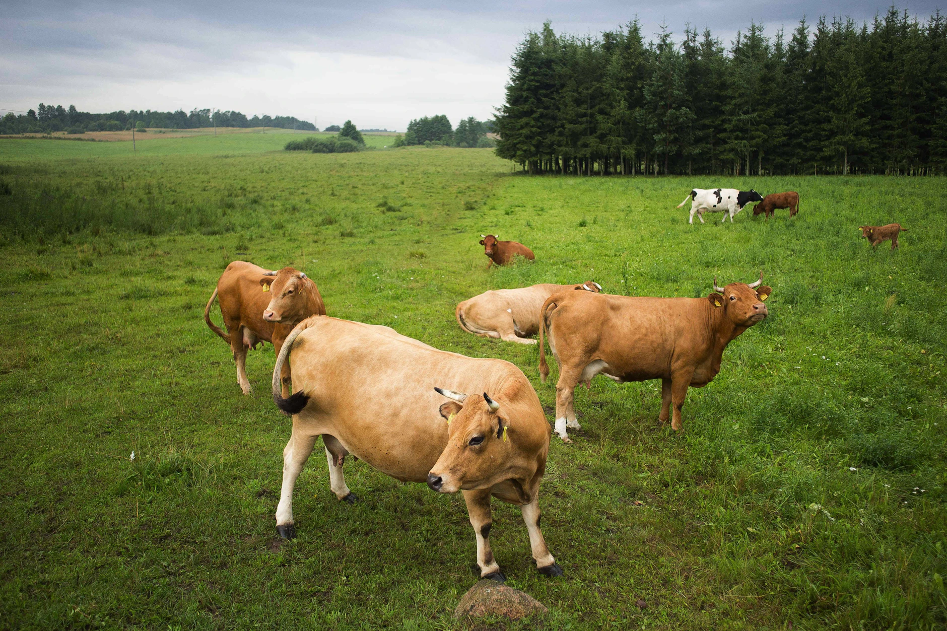 Rinder auf einer Weide in Barnie
