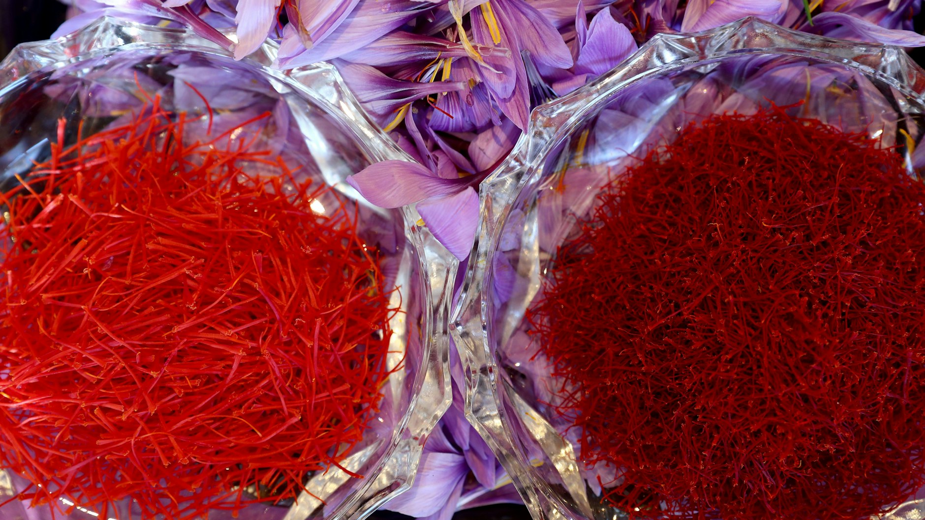Die tiefroten Blütenfäden der speziellen Krokusart machen das Edelgewürz Safran aus.