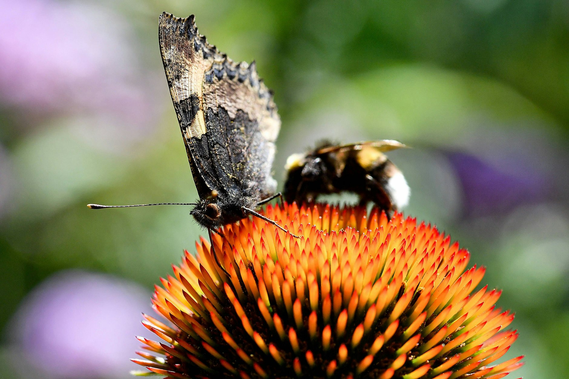 Ein Schmetterling der Art Kleiner Fuchs und eine Hummel teile sich friedlich den Nektar auf einem Sonnenhut.