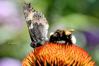 Immer auf den Hintern schauen: Sie werden staunen, was Sie alles sehen! NABU ruft zum Insektenzählen auf