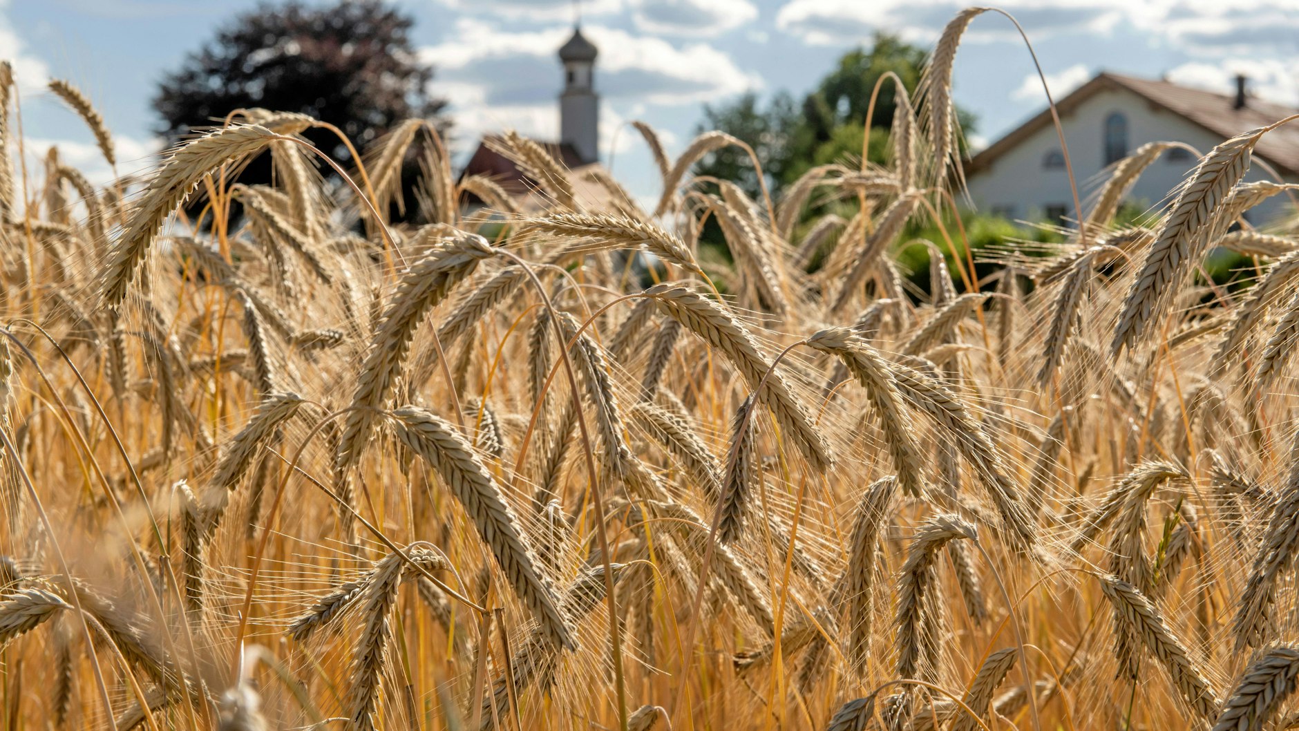 Grannen lauern vor allem auf Wiesen und in Feldern - sie kommen unter anderem an Getreidepflanzen vor.
