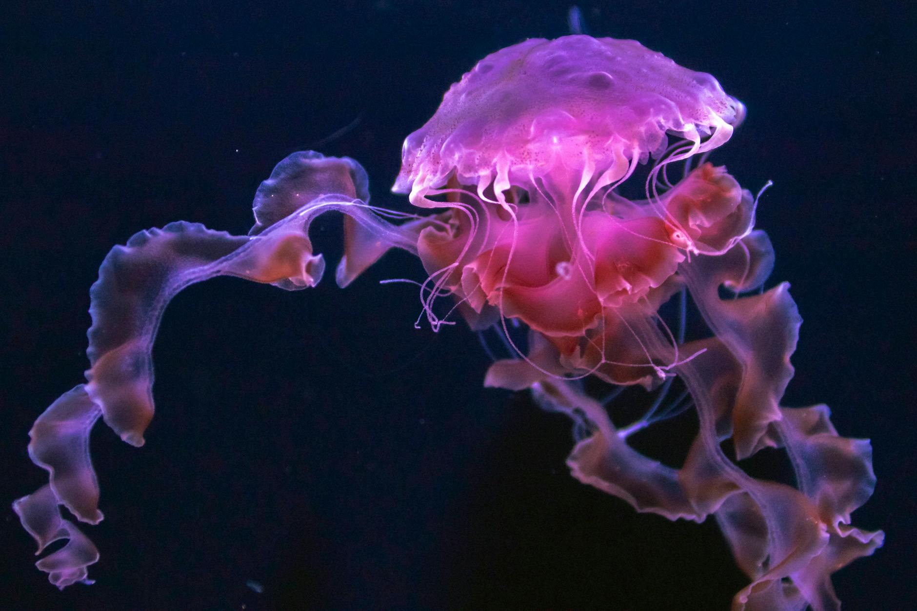 Der Kontakt mit einer Feuerqualle kann schmerzhaft sein.