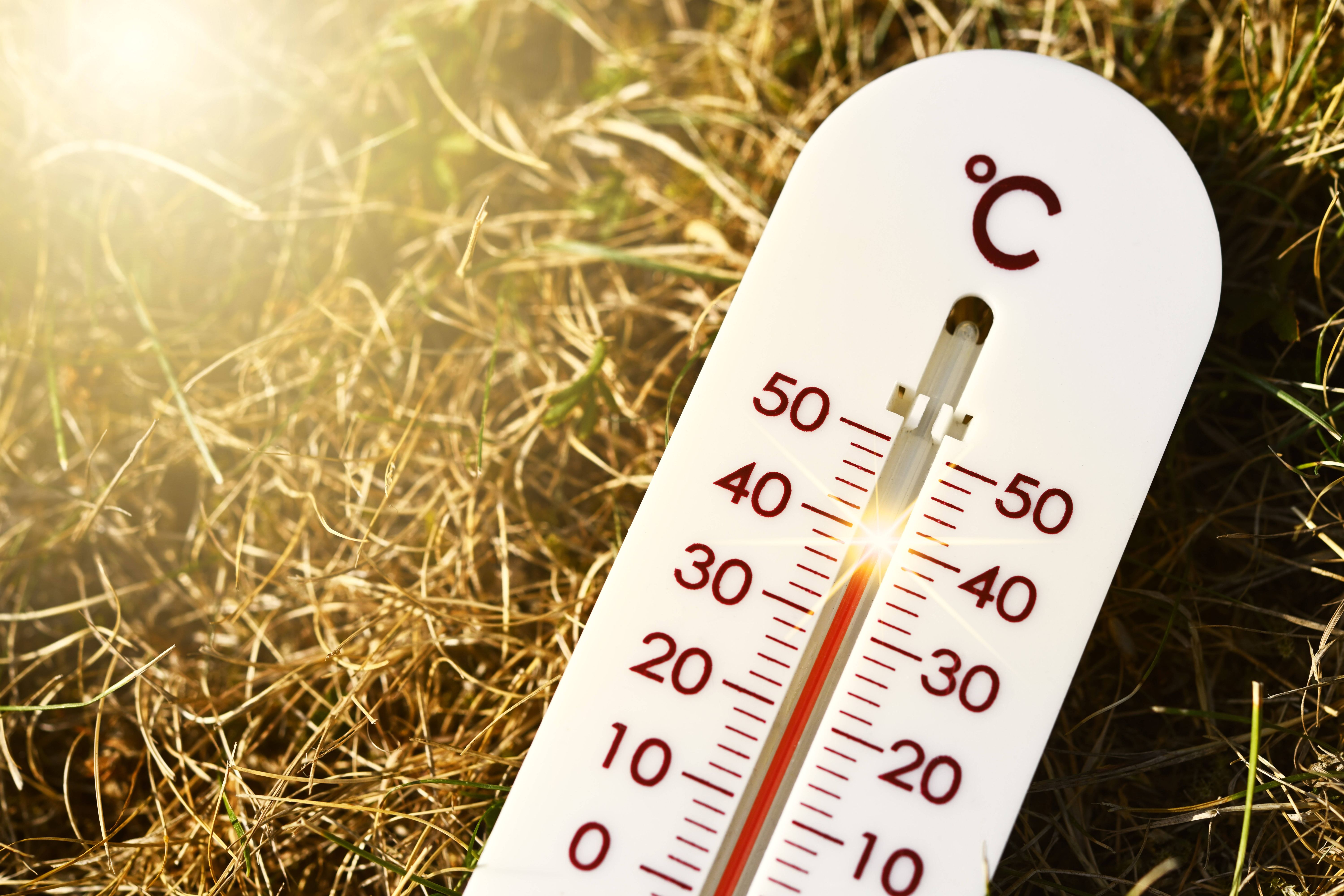 Image - Wetter extrem: Heute bis zu 40 Grad… und Experte warnt: kommende Woche droht der nächste Hitze-Schock