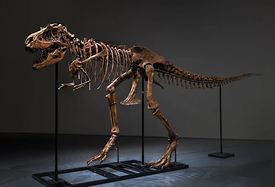 HANDOUT - Knapp sieben Meter lang ist das Gorgosaurus-Skelett.  