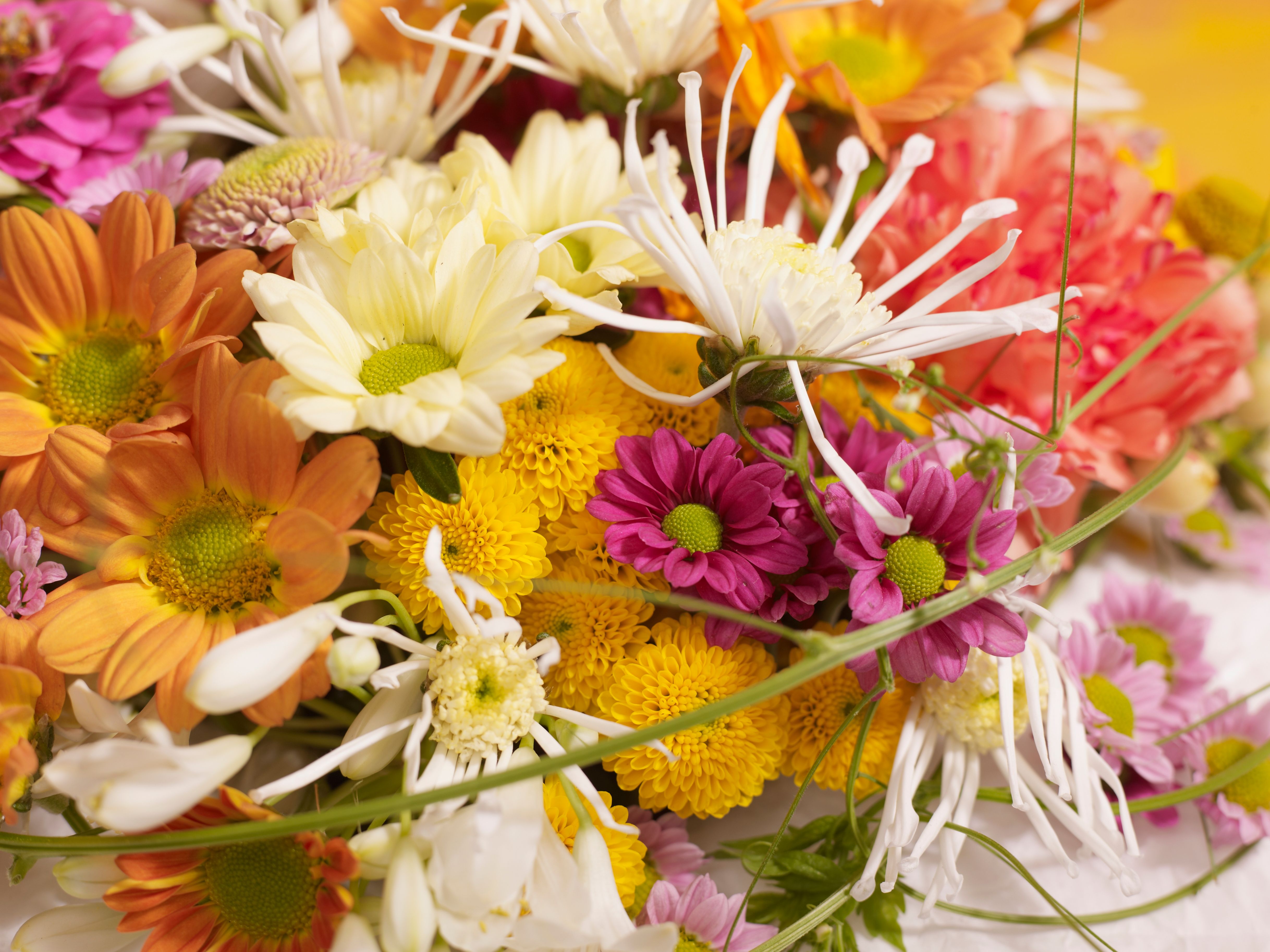 Perfekter Zimmerschmuck: Wenn Sie diese Tipps beherzigen, halten sich Sommerblumen länger in der Vase