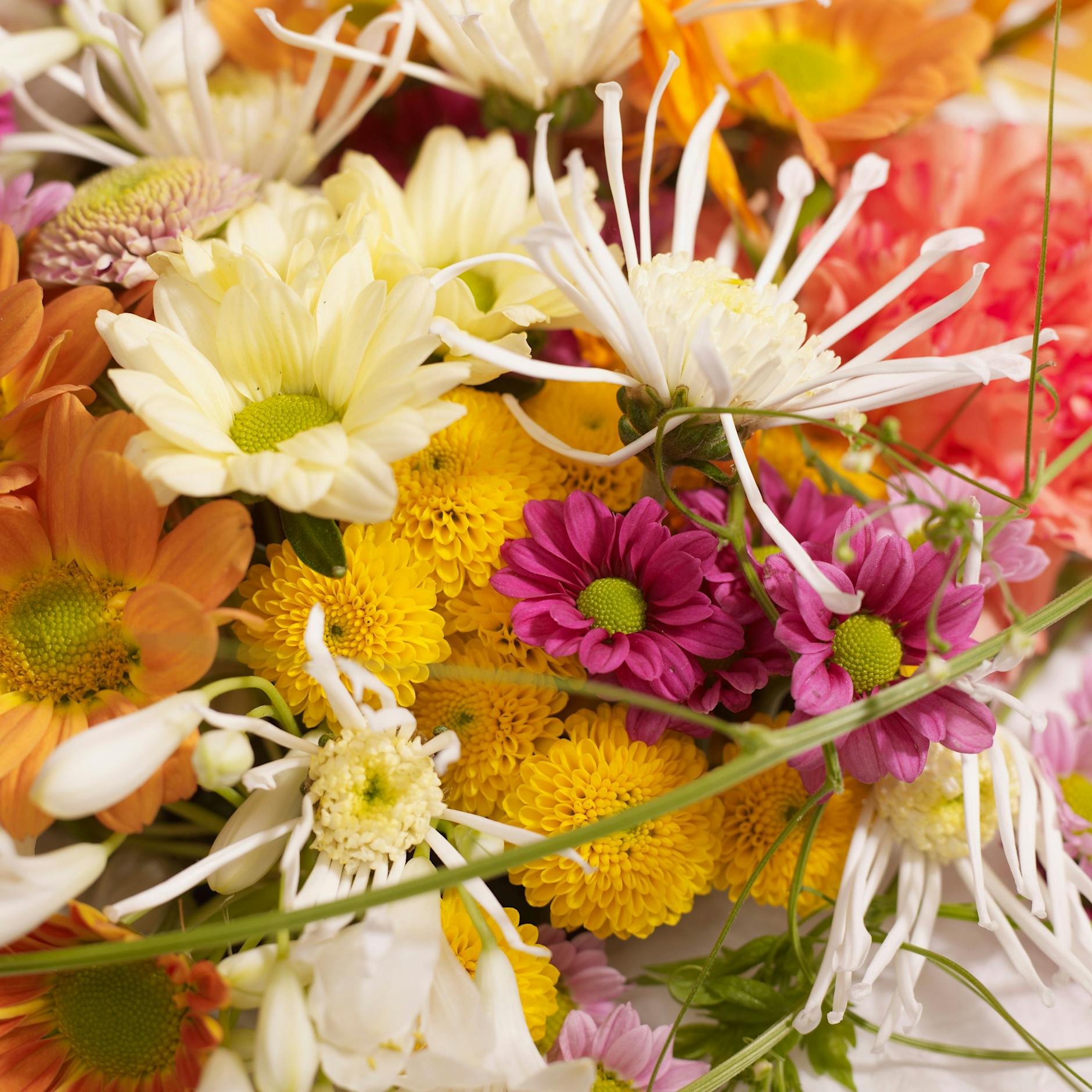 Perfekter Zimmerschmuck: Wenn Sie diese Tipps beherzigen, halten sich Sommerblumen länger in der Vase
