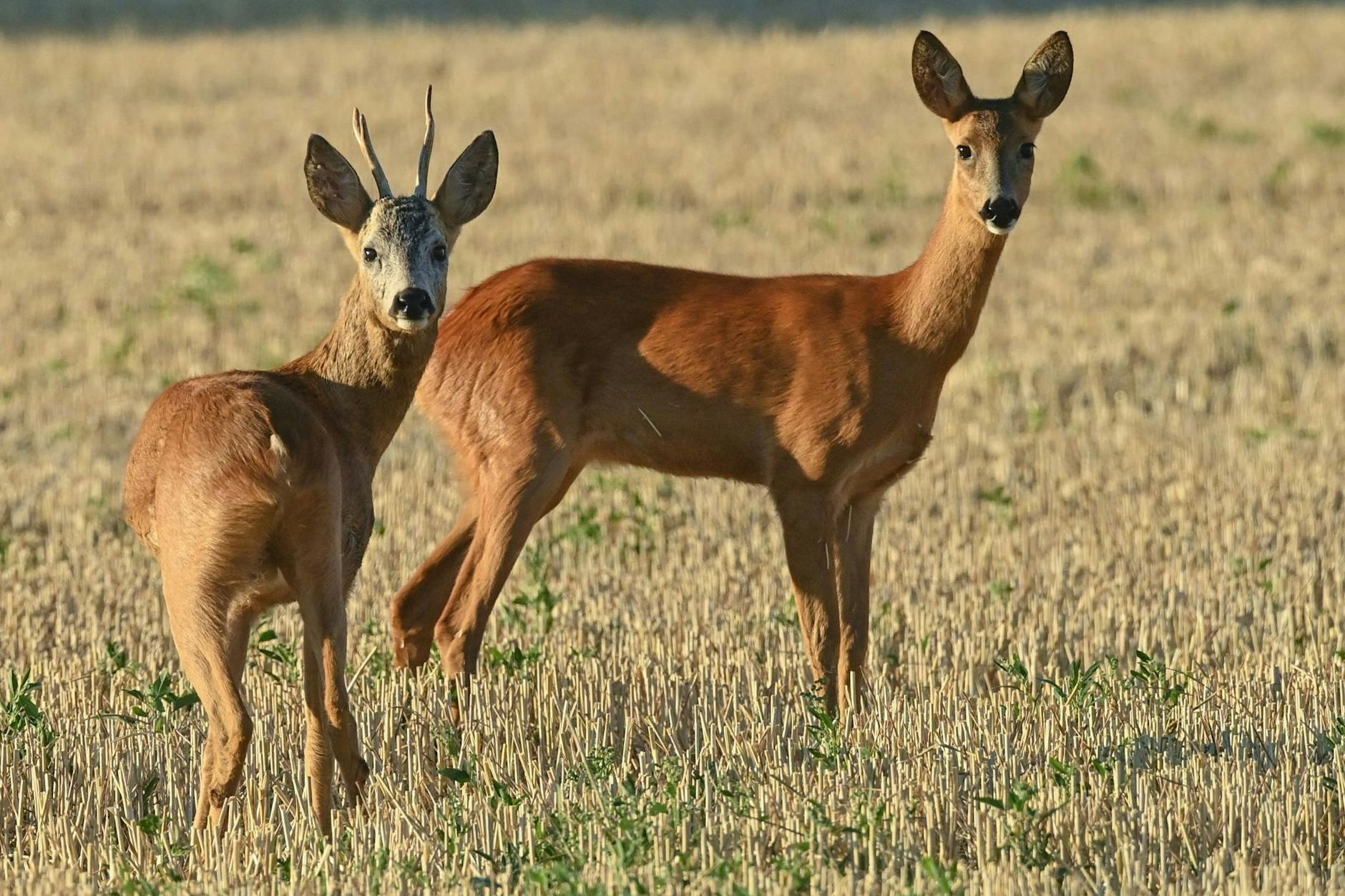 Der Grunewald ist das Zuhause von vielen Wildtieren. Die meisten befinden sich in Sicherheit.