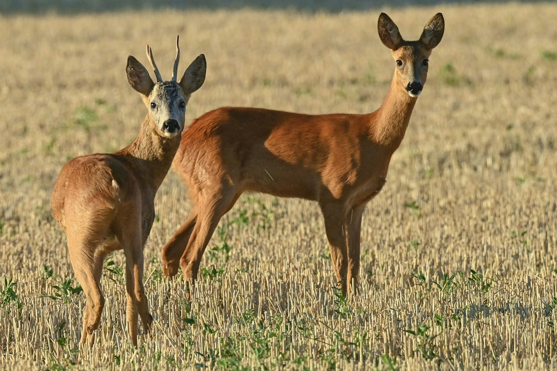 Der Grunewald ist das Zuhause von vielen Wildtieren. Die meisten befinden sich in Sicherheit.