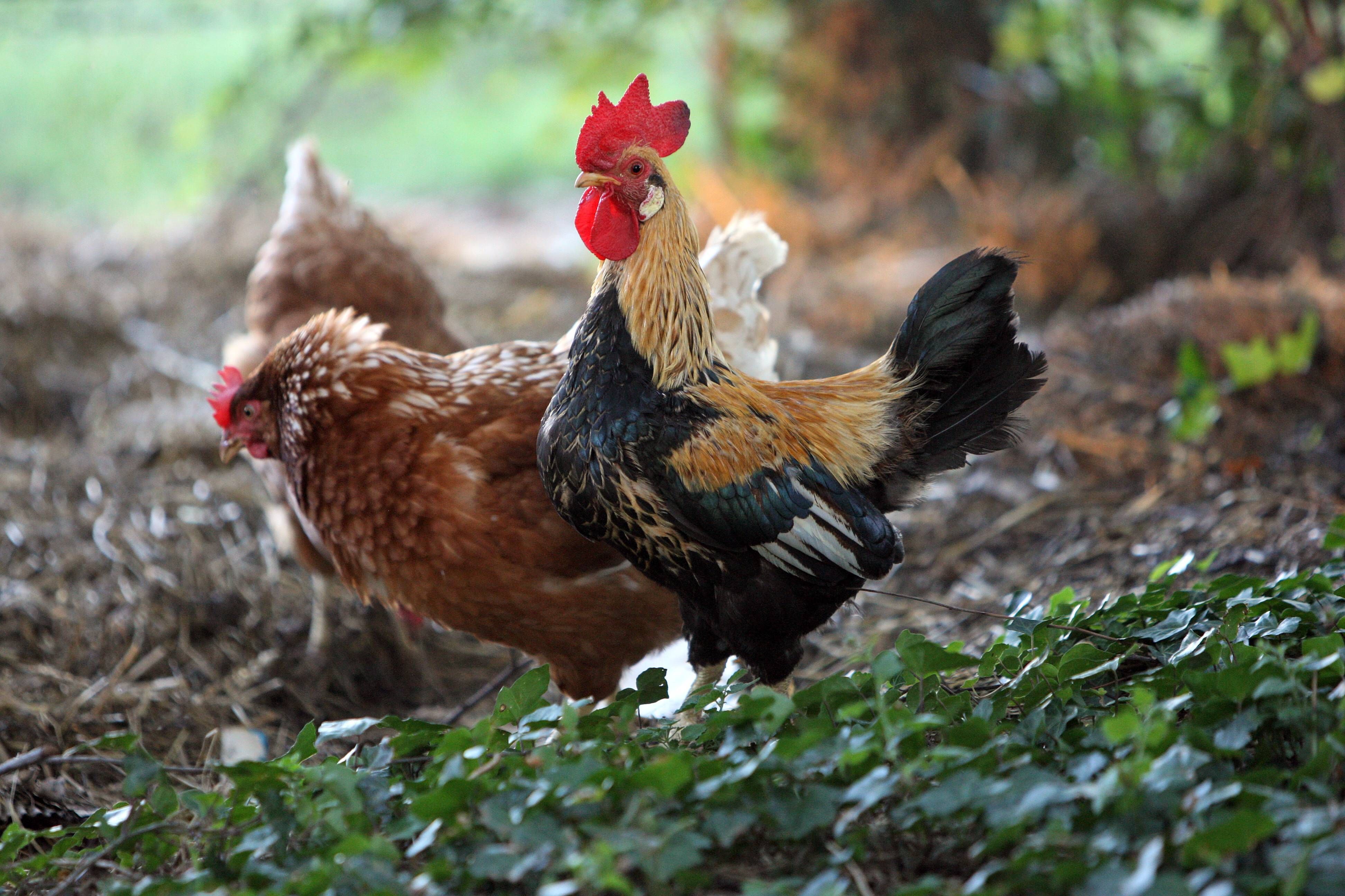 Bizarrer Nachbarschaftsstreit: Darf ein Hahn krähen? Und wenn ja, wie oft?