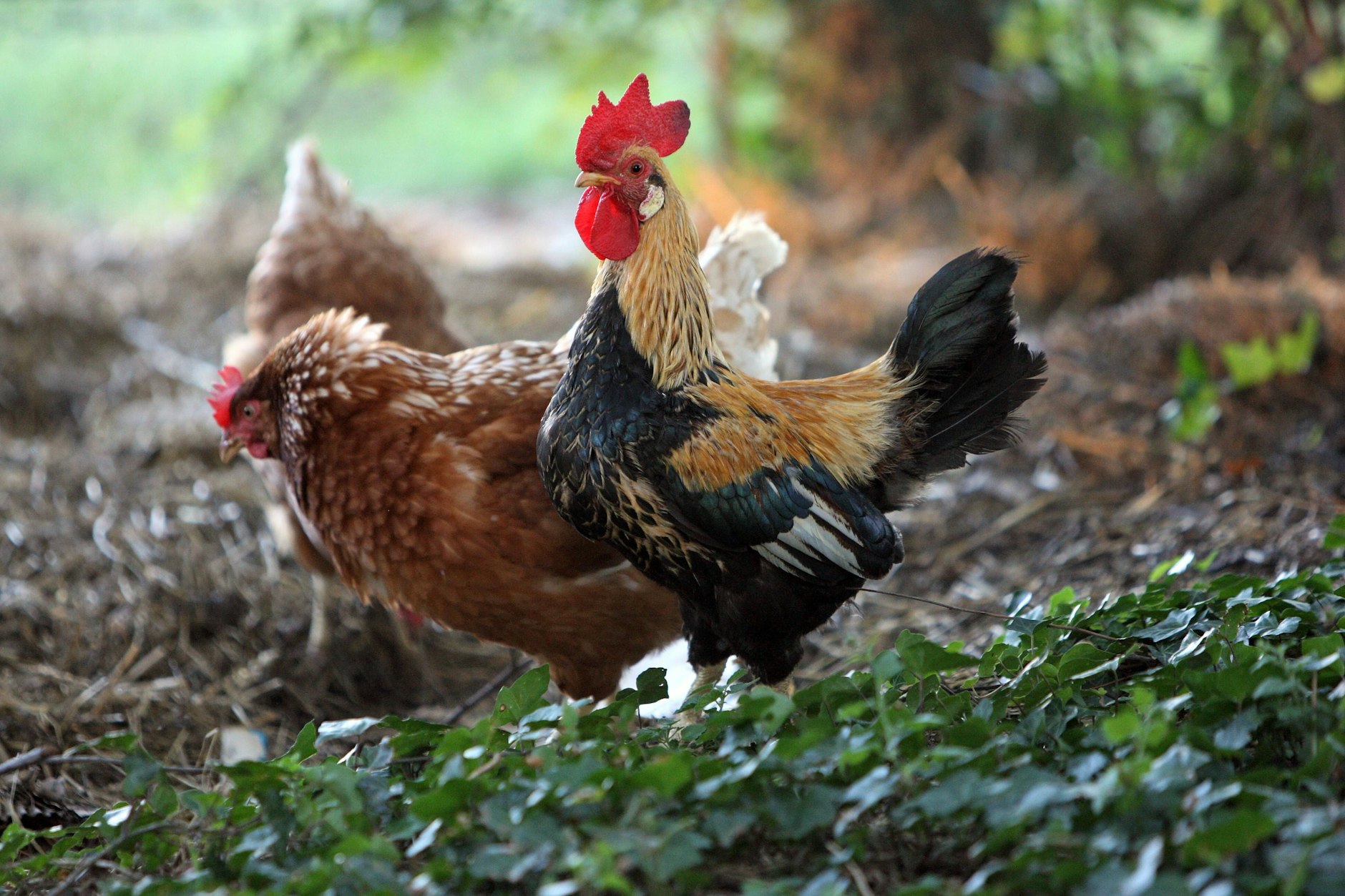 Ein Hahn der zu oft kräht? Ist das zulässig? Ein Gericht soll diese Frage jetzt klären (Symbolbild).