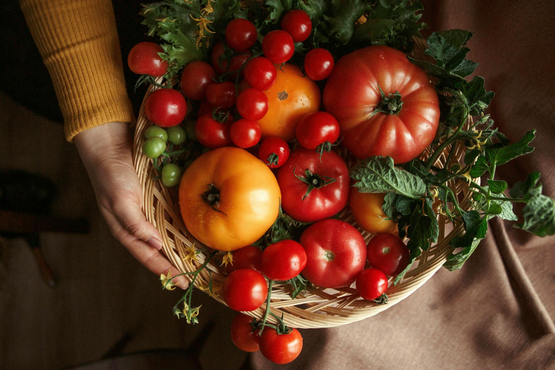 Alles auf Rot, und auch Grün, Gelb und Violett: Jetzt sind Tomaten richtig reif. Greifen Sie zu!