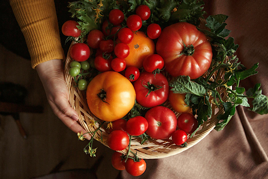 Alles auf Rot, und auch Grün, Gelb und Violett: Jetzt sind Tomaten richtig reif. Greifen Sie zu!