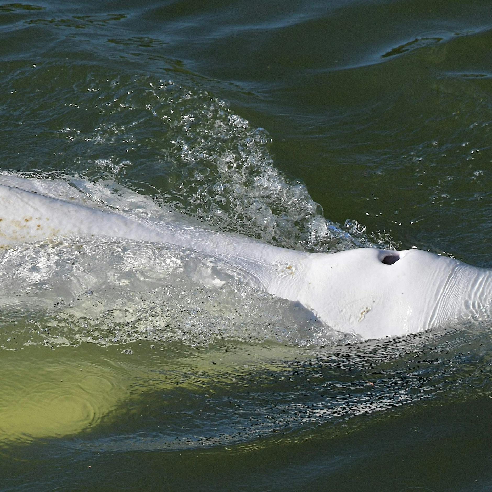 Wal verirrt sich in der Seine bei Paris: Sorge um Gesundheitszustand