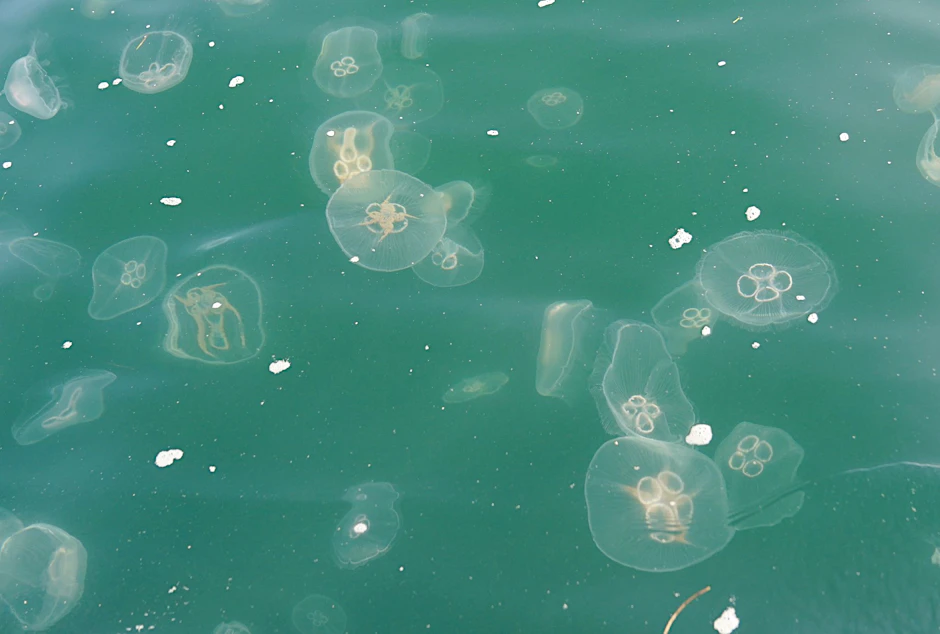 Quallen schwimmen in der Kieler Förde in der Ostsee.  