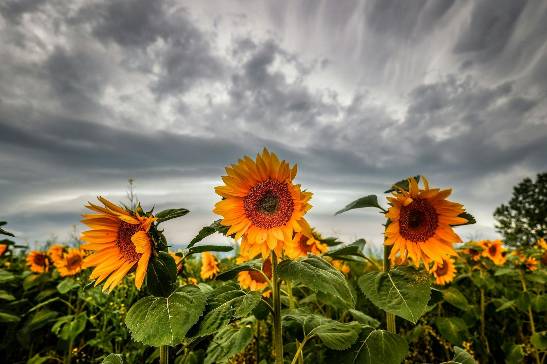 Landwirtschaft und Krieg: Vor einigen Monaten war das Öl aus solchen Sonnenblumen vor allem in Deutschland sehr begehrt.